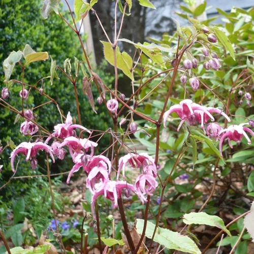 Pygeum Africanum