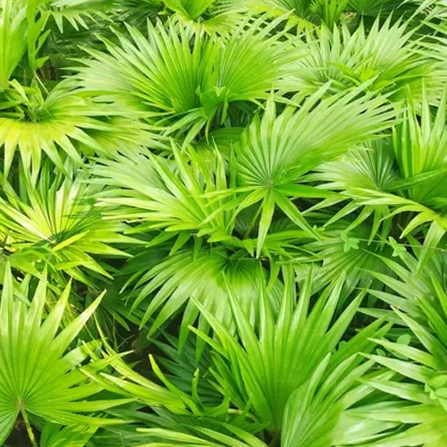 Saw Palmetto